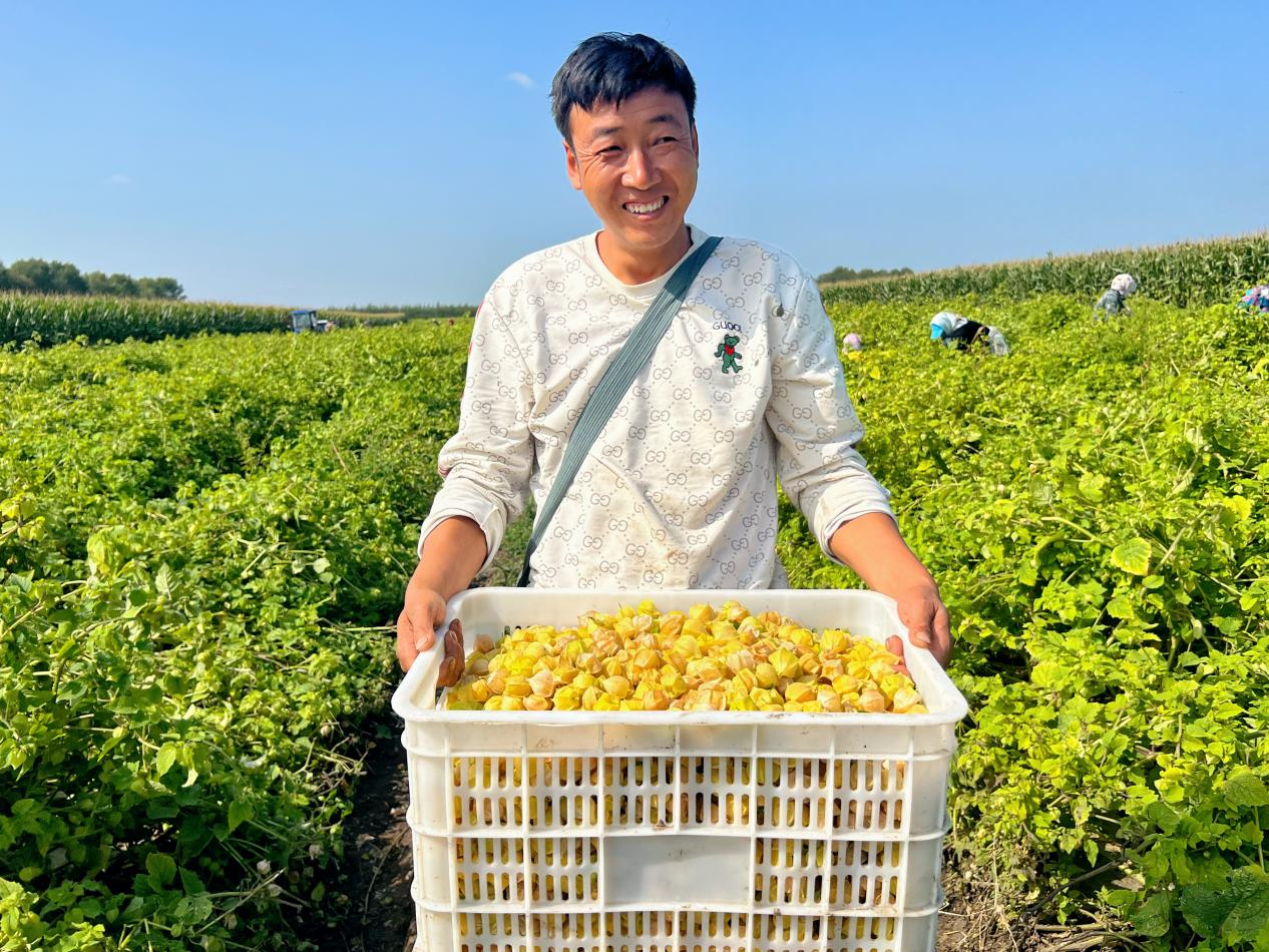 黑龙江明水县：黄菇娘结出百姓“致富果” 铺就乡村振兴“黄金路”