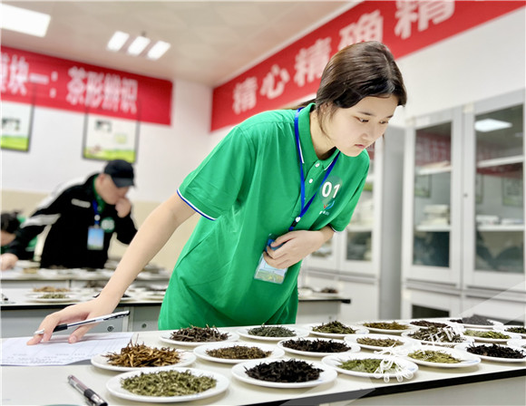 茶形辨识项目。华龙网记者曹建摄