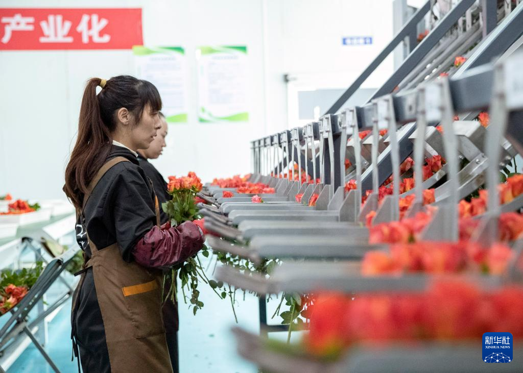 乡村振兴｜云南姚安：鲜花朵朵绽放 产业步步发展