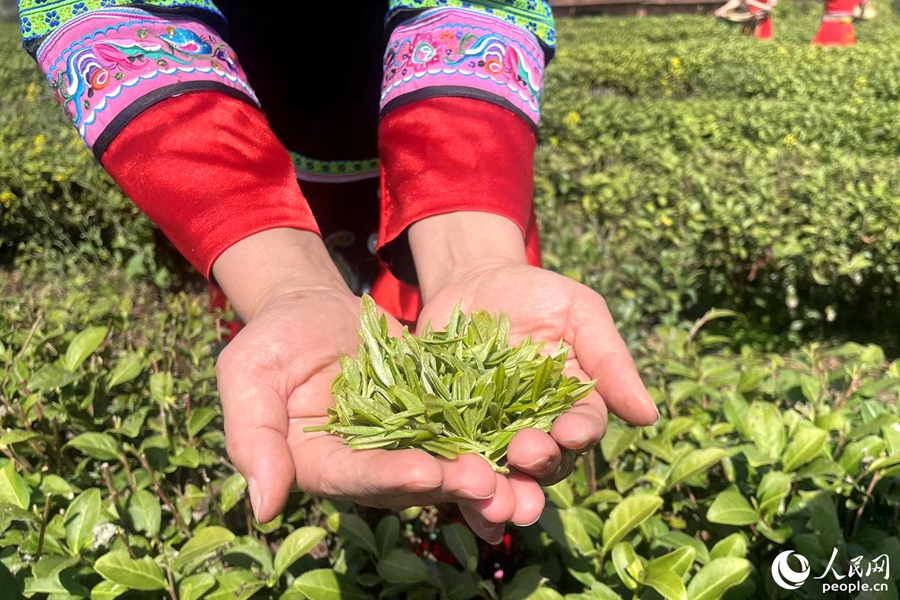 身着畲族服饰的采茶女展示采摘的茶叶。人民网记者林盈摄