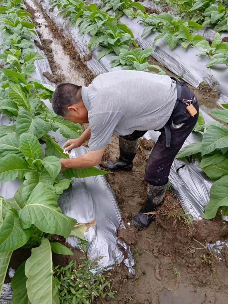 农户在田间悬挂天敌昆虫卵卡。受访单位供图