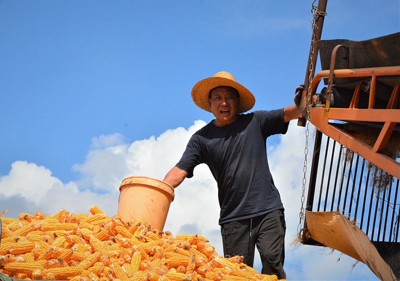 制种玉米助推产业振兴。