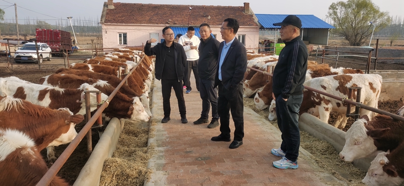 进一步做大纳雍牛产业   王瑞岗率队调研考察内蒙古等地牛市场