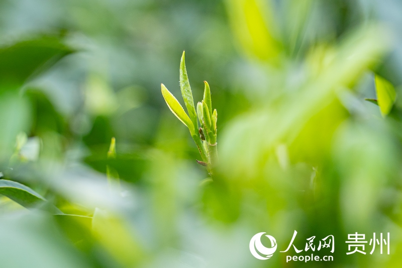 春茶吐新芽。人民网阳茜摄