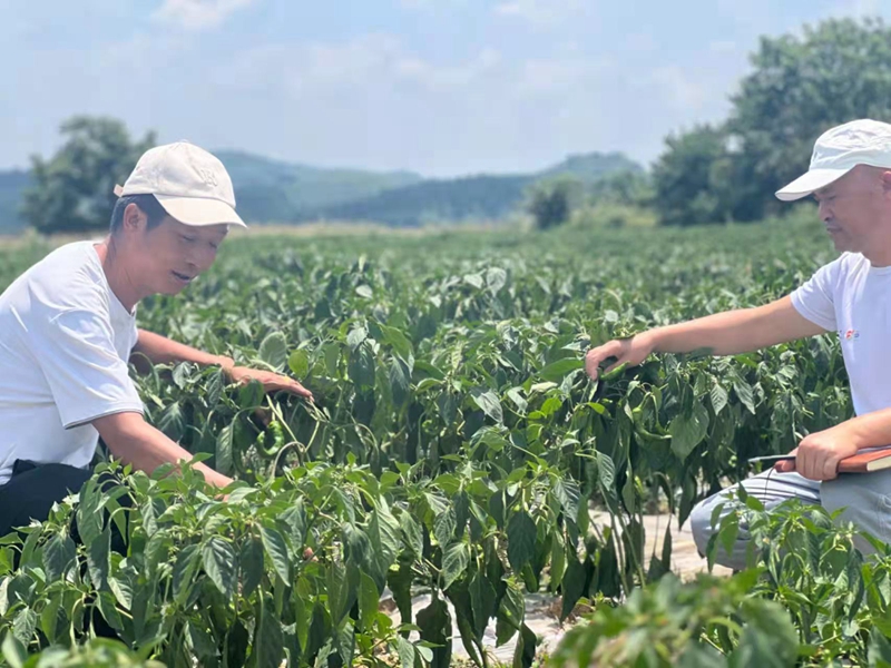 毕节市老科协高质量绿色发展试验示范点    辣椒“减肥减药”提质增效示范效果明显